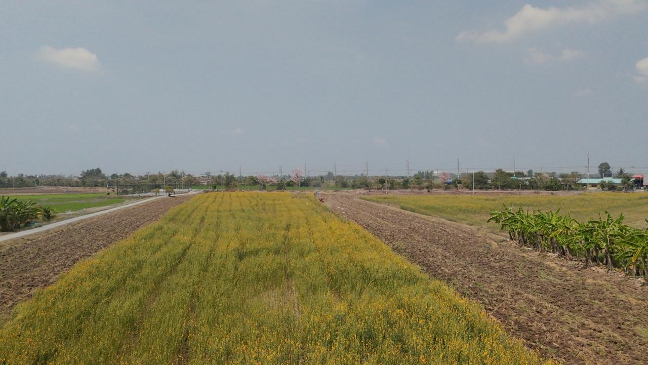 ภาพประกอบที่ 13