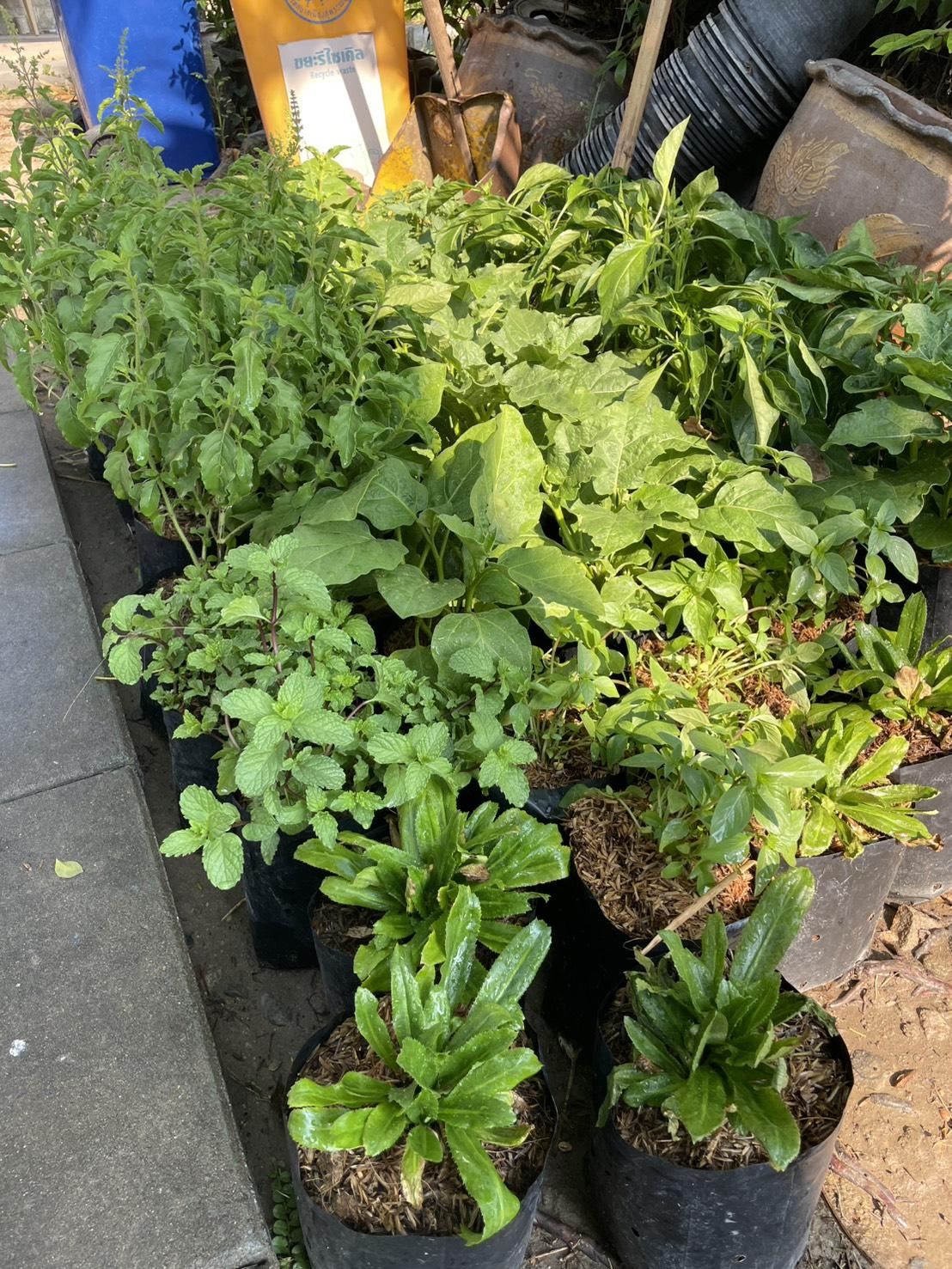 ภาพประกอบที่ 6