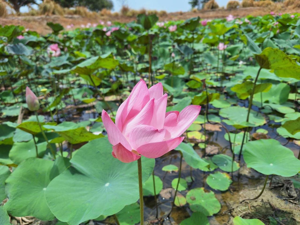 ภาพประกอบที่ 8