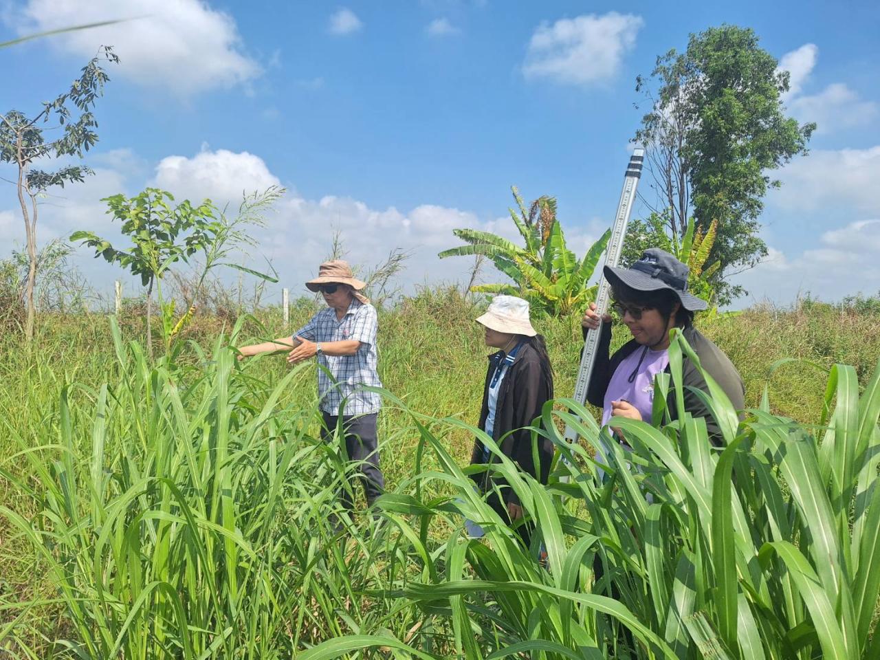 ภาพประกอบที่ 5
