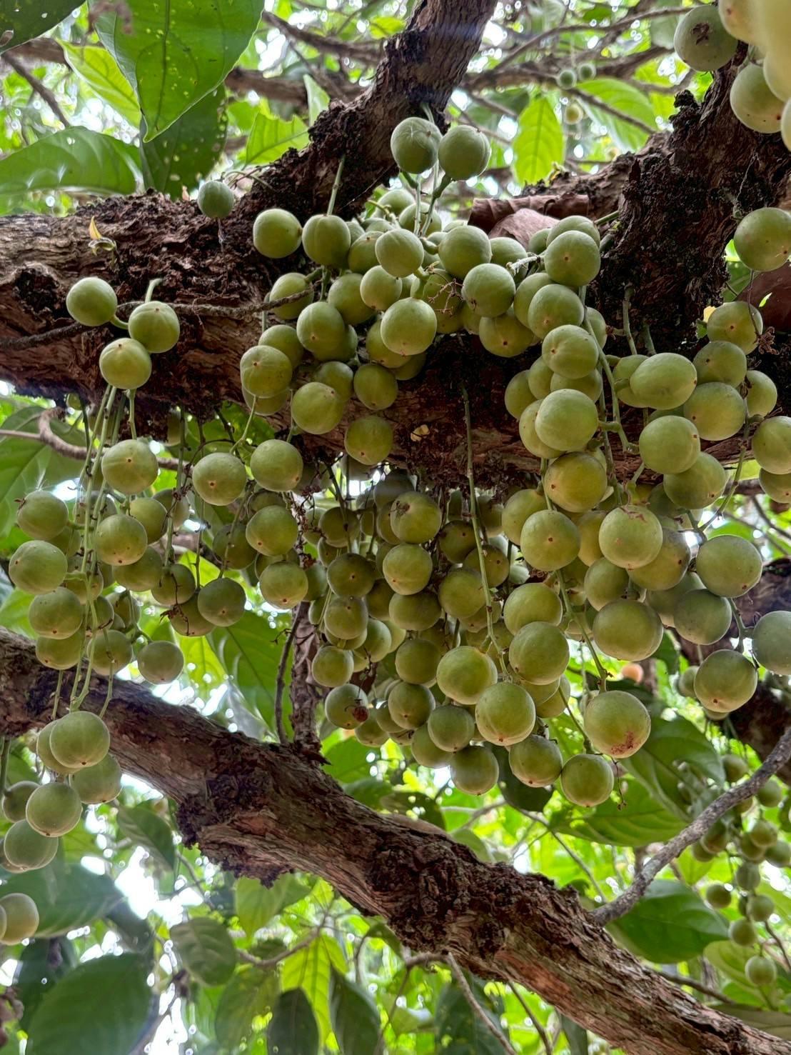 ภาพประกอบที่ 0