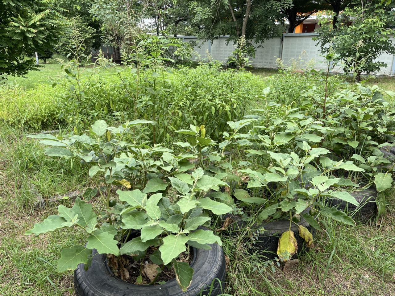 ภาพประกอบที่ 4