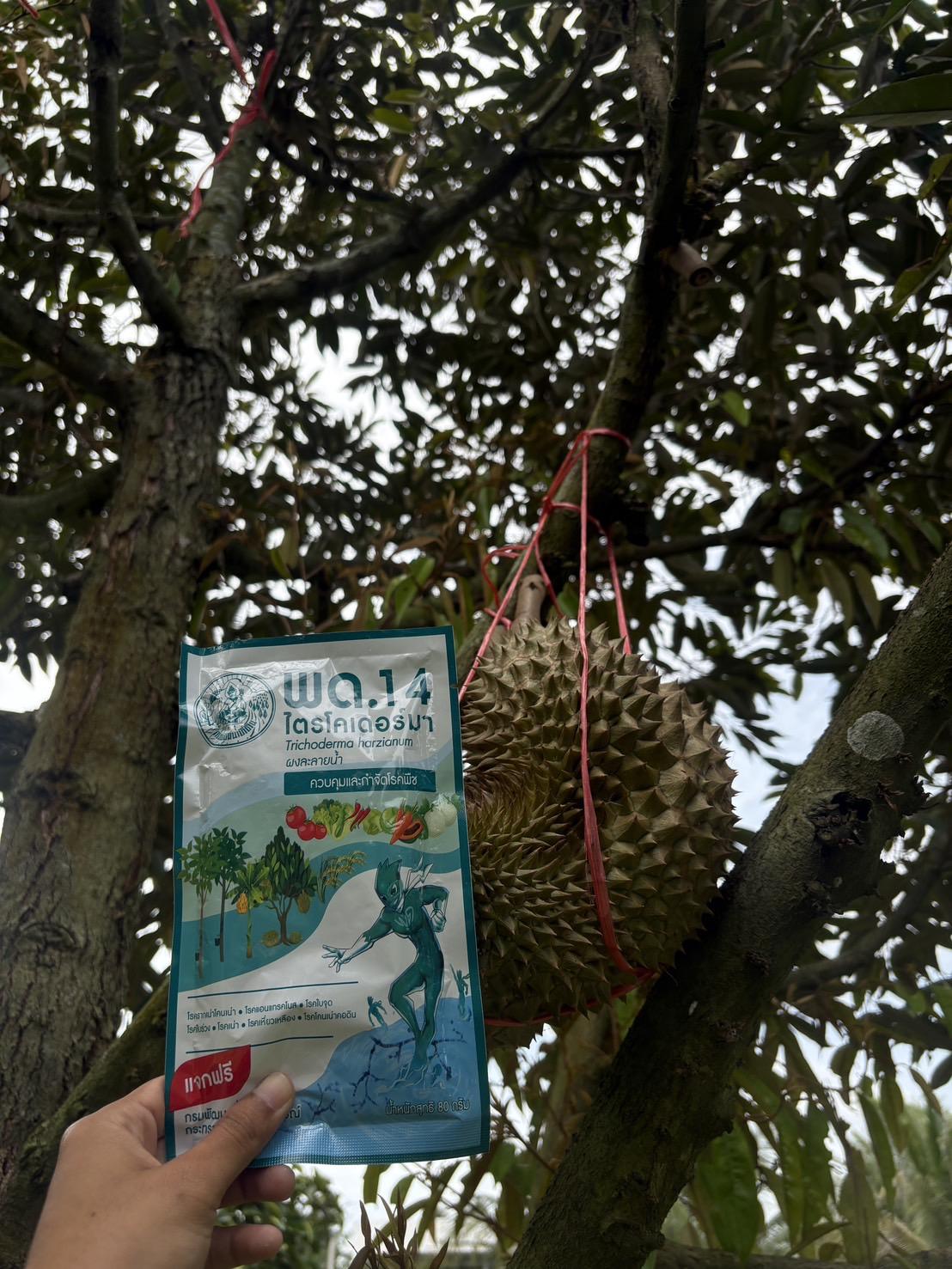 ภาพประกอบที่ 2