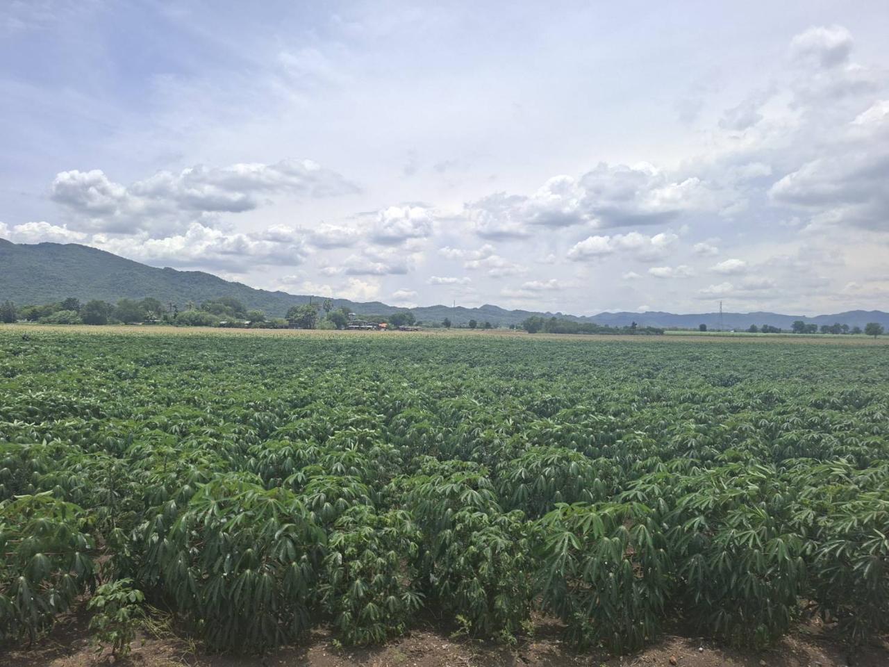 ภาพประกอบที่ 17