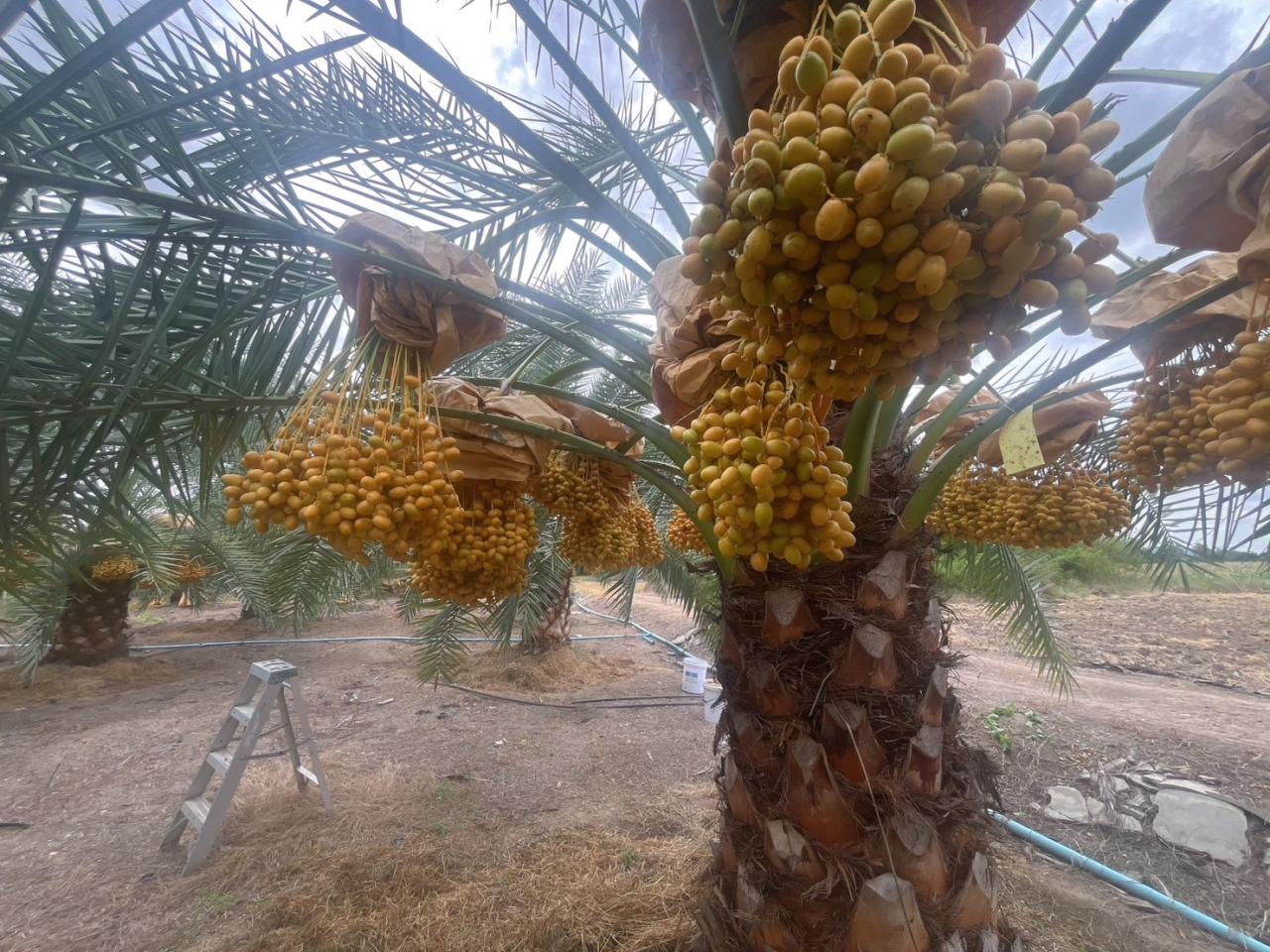 ภาพประกอบที่ 16