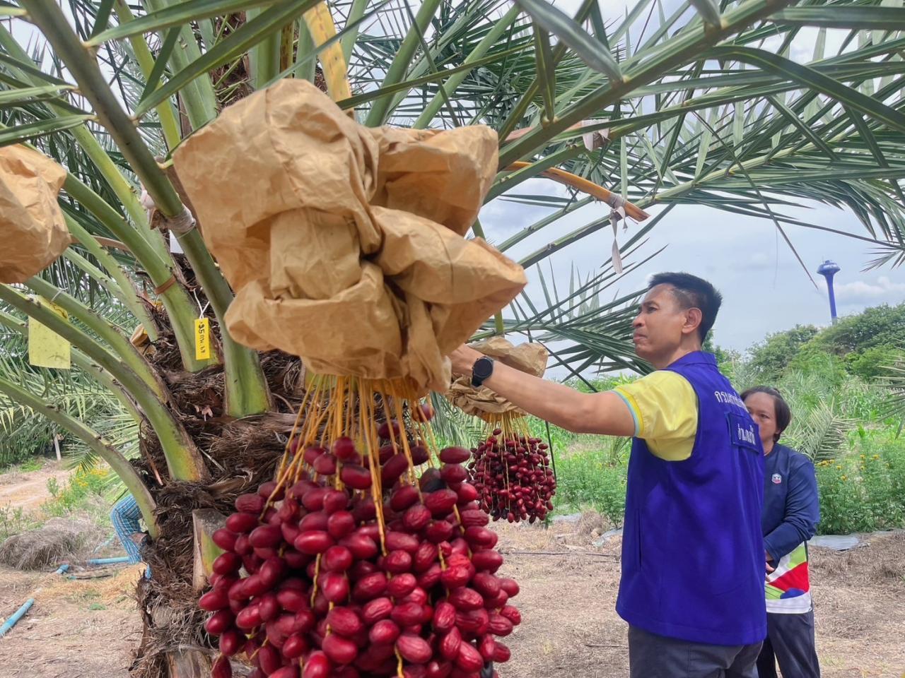 ภาพประกอบที่ 24