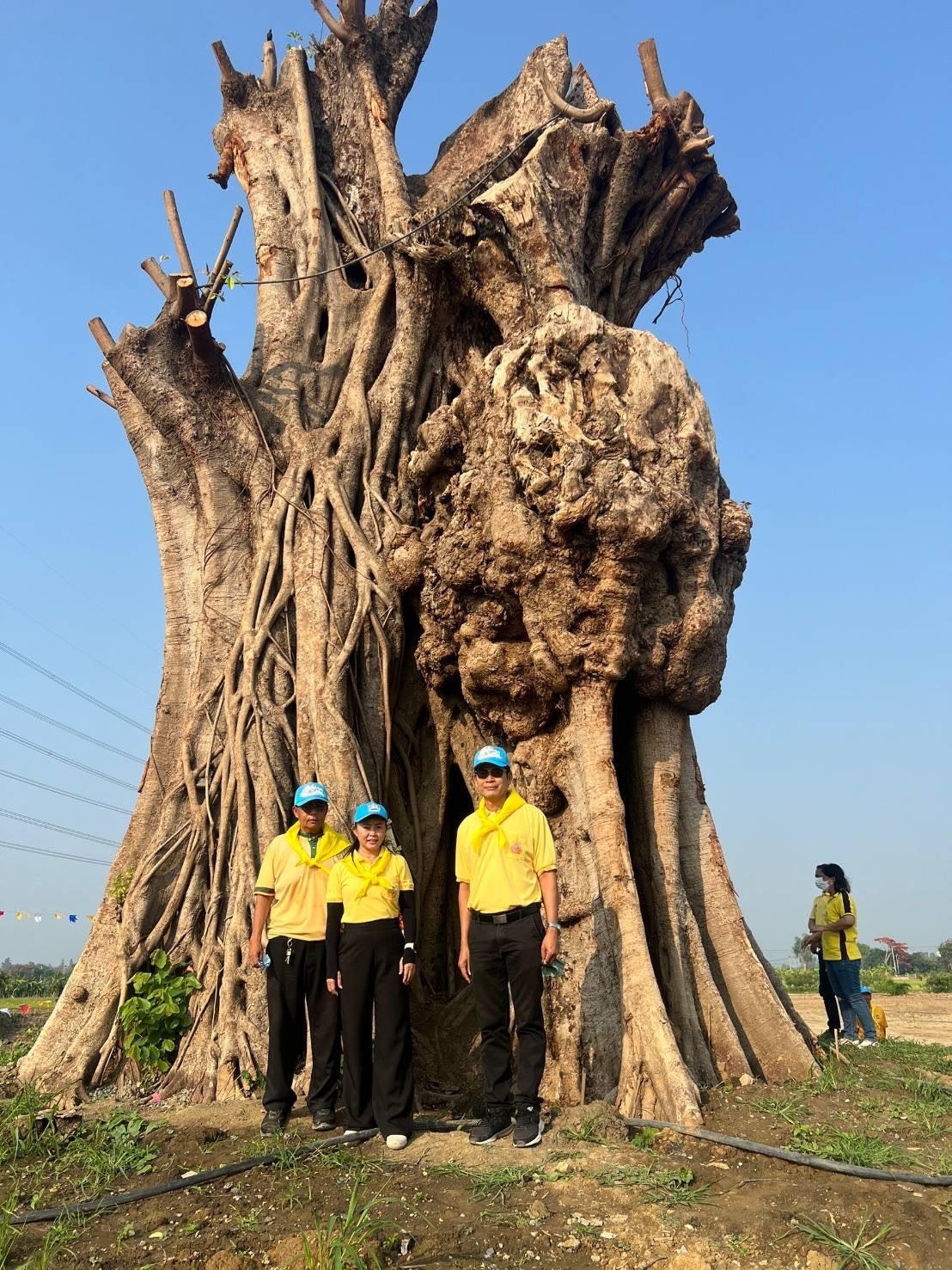 ภาพประกอบที่ 1