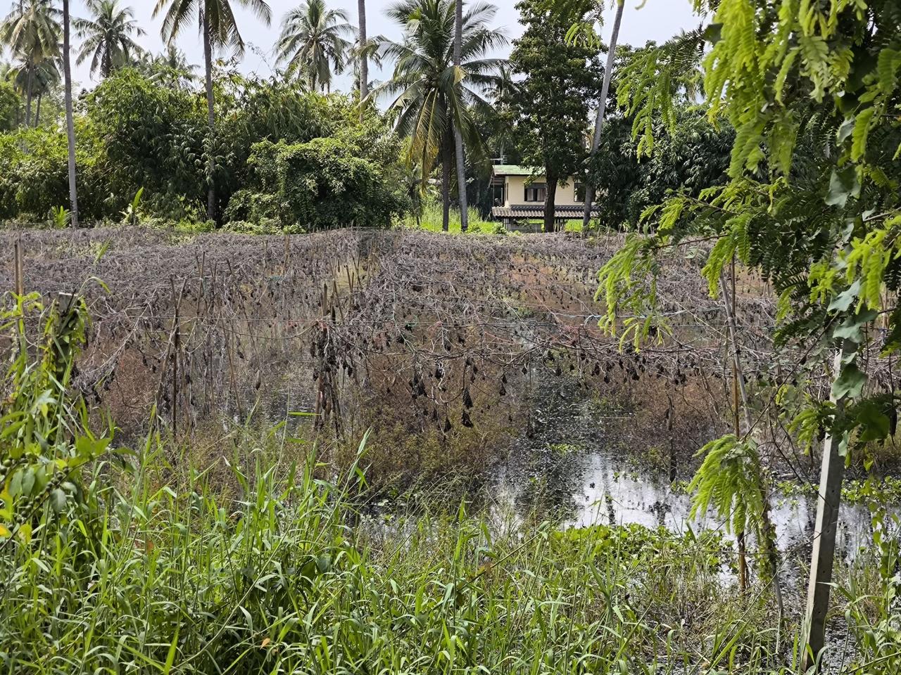 ภาพประกอบที่ 11