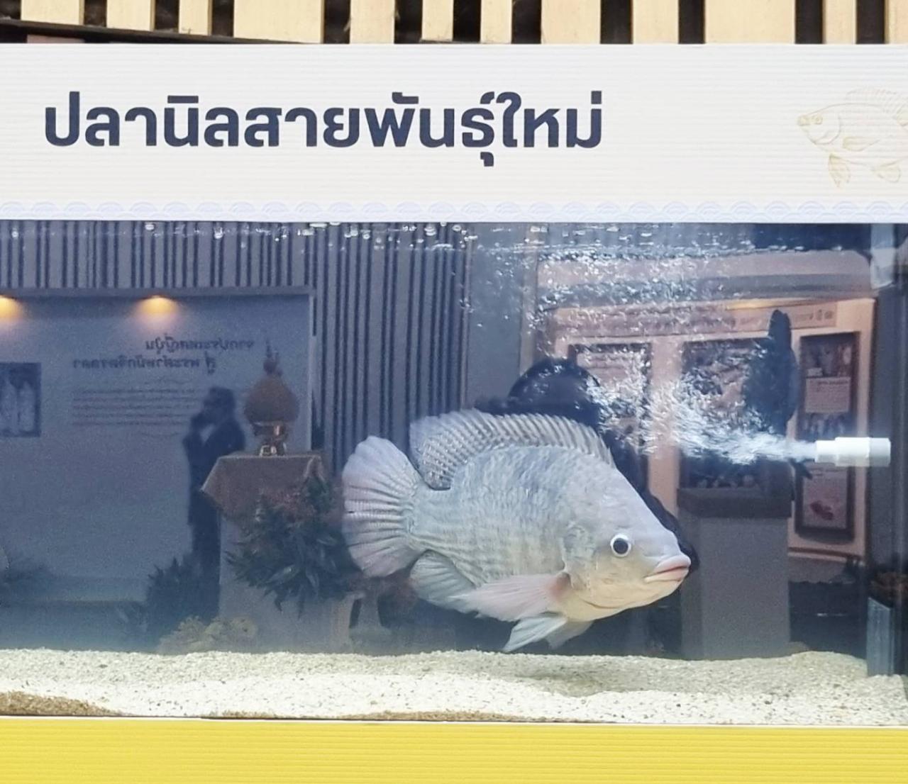 ภาพประกอบที่ 5