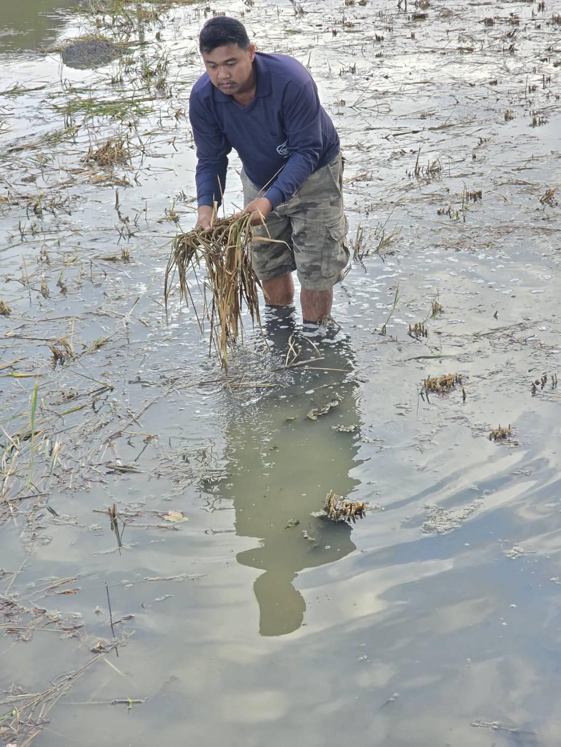 ภาพประกอบที่ 3