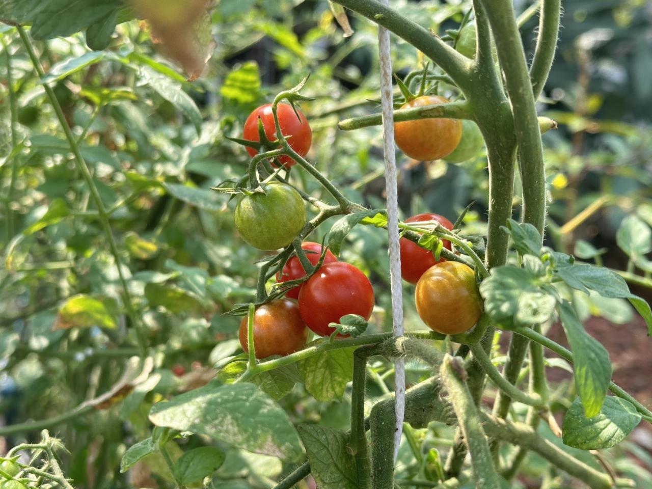 ภาพประกอบที่ 7