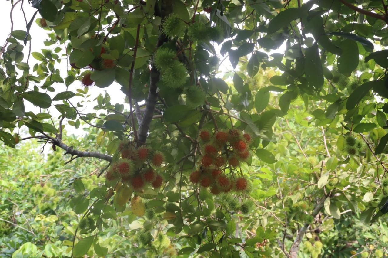 ภาพประกอบที่ 29