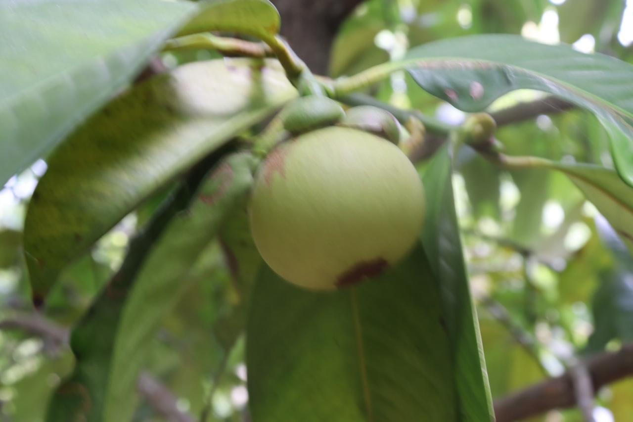 ภาพประกอบที่ 30