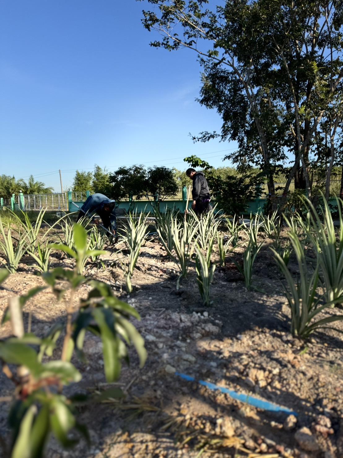 ภาพประกอบที่ 12