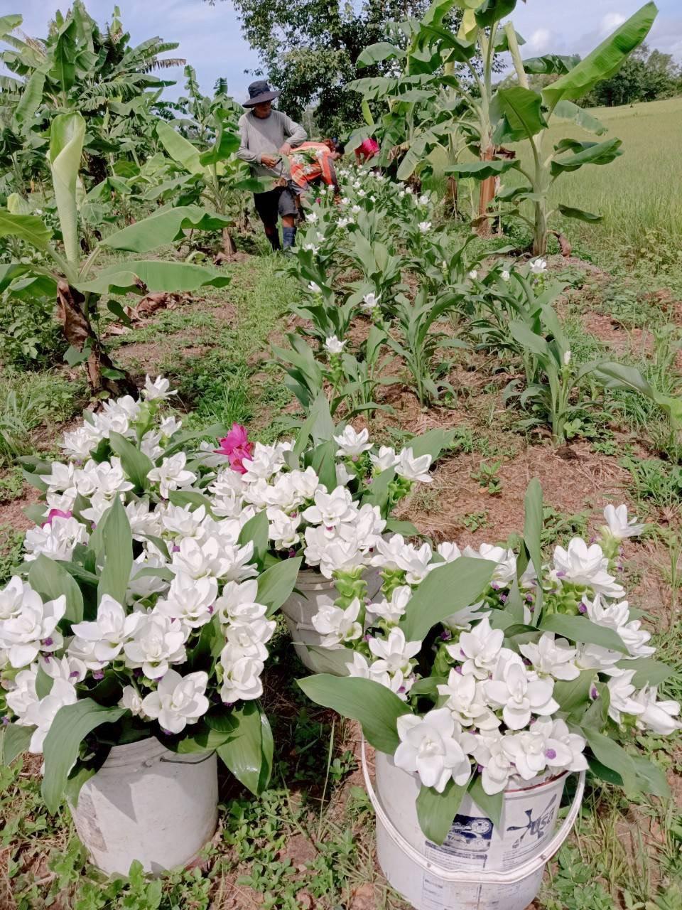 ภาพประกอบที่ 6