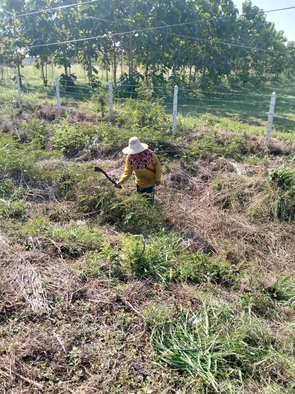 ภาพประกอบที่ 0