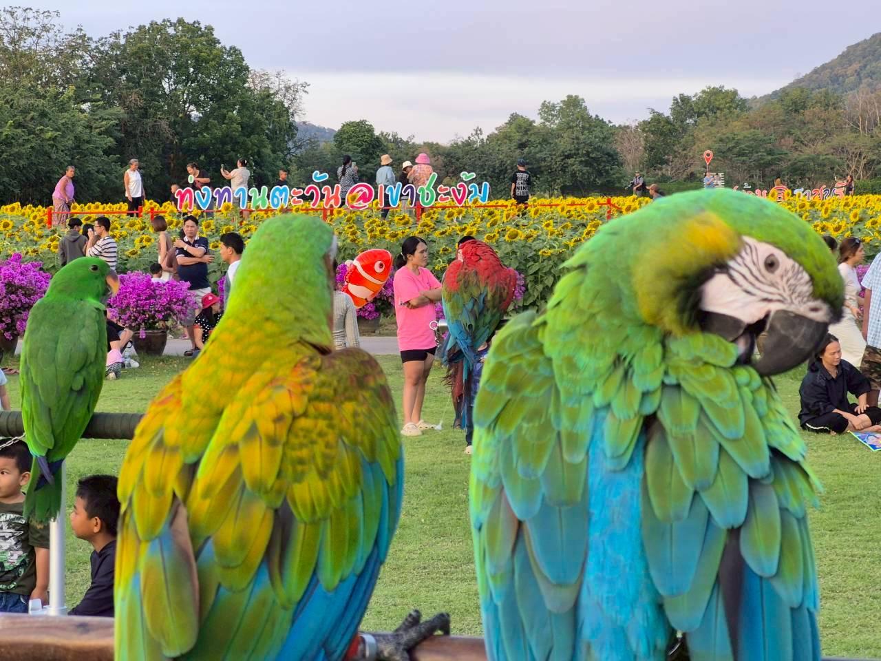 ภาพประกอบที่ 7