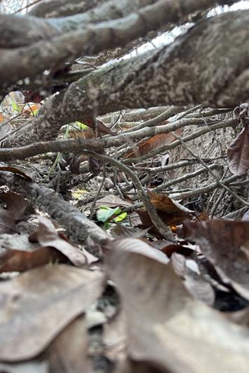 ภาพประกอบที่ 6