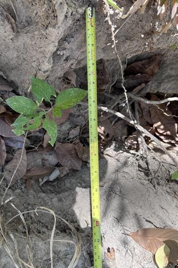 ภาพประกอบที่ 15