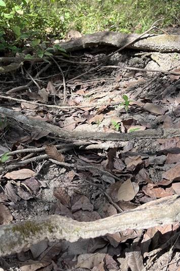 ภาพประกอบที่ 17