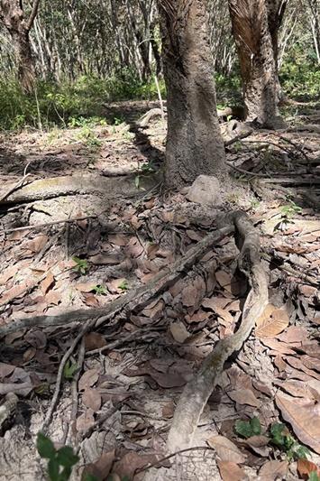 ภาพประกอบที่ 18