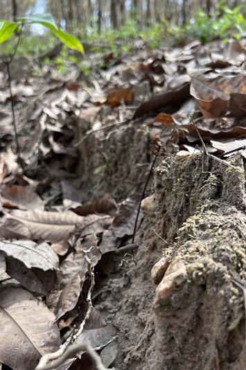 ภาพประกอบที่ 20