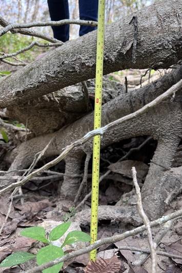 ภาพประกอบที่ 24