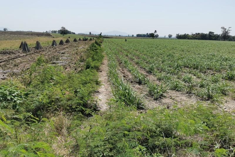 ภาพประกอบที่ 8