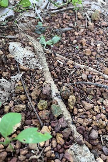 ภาพประกอบที่ 7