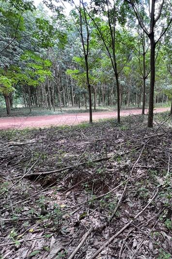 ภาพประกอบที่ 11