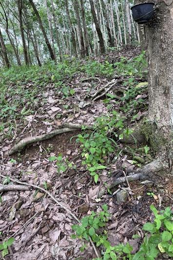 ภาพประกอบที่ 12