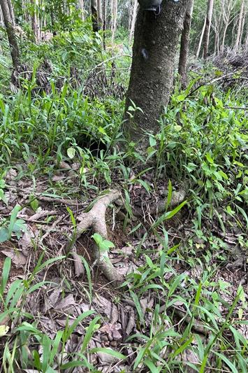 ภาพประกอบที่ 14