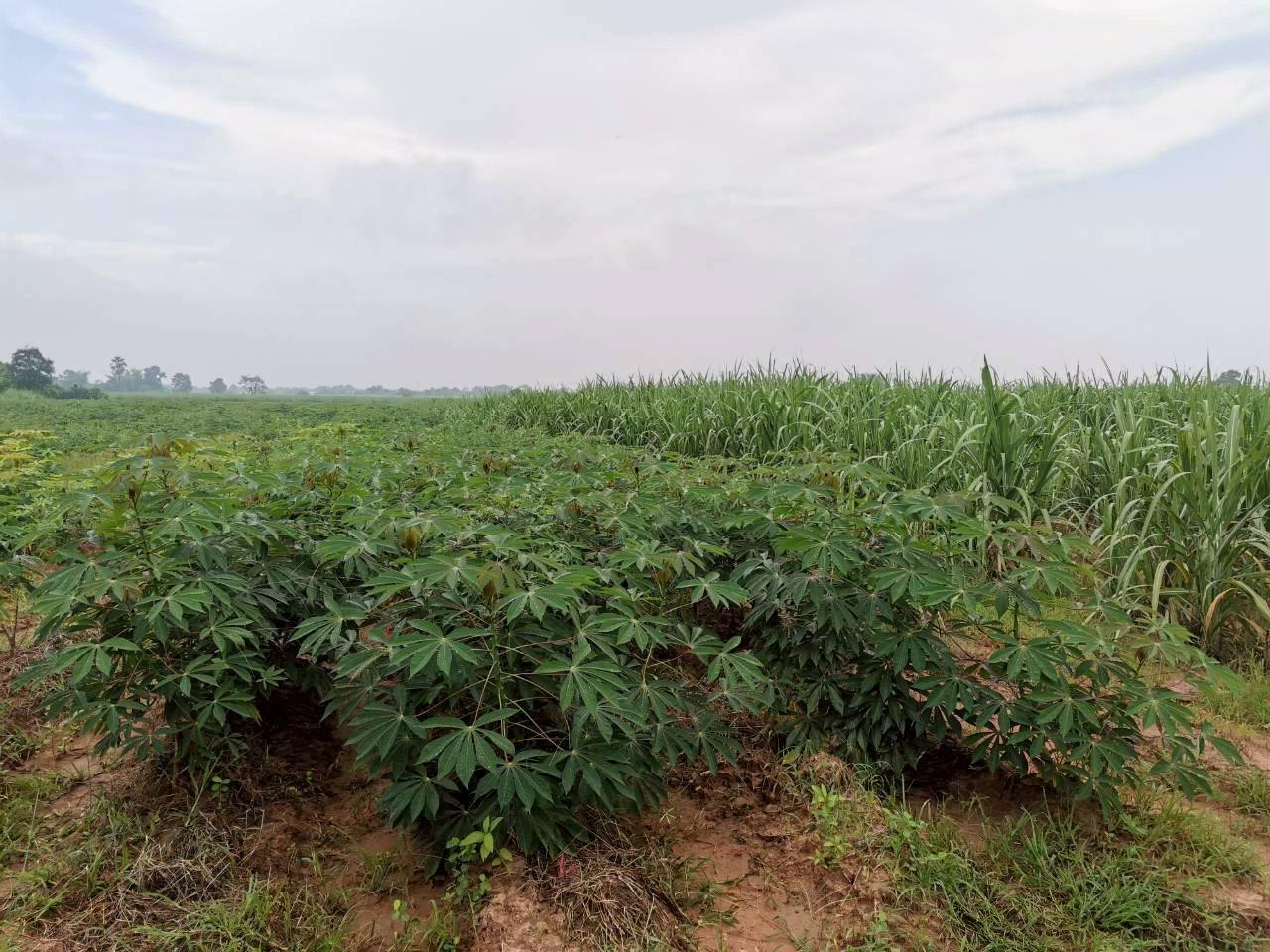 ภาพประกอบที่ 5