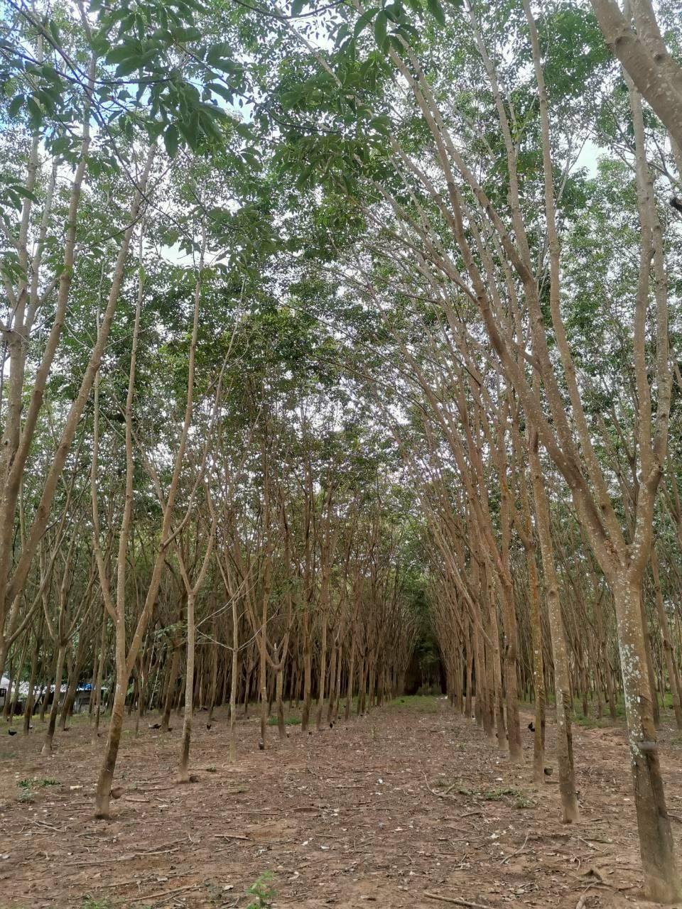 ภาพประกอบที่ 6