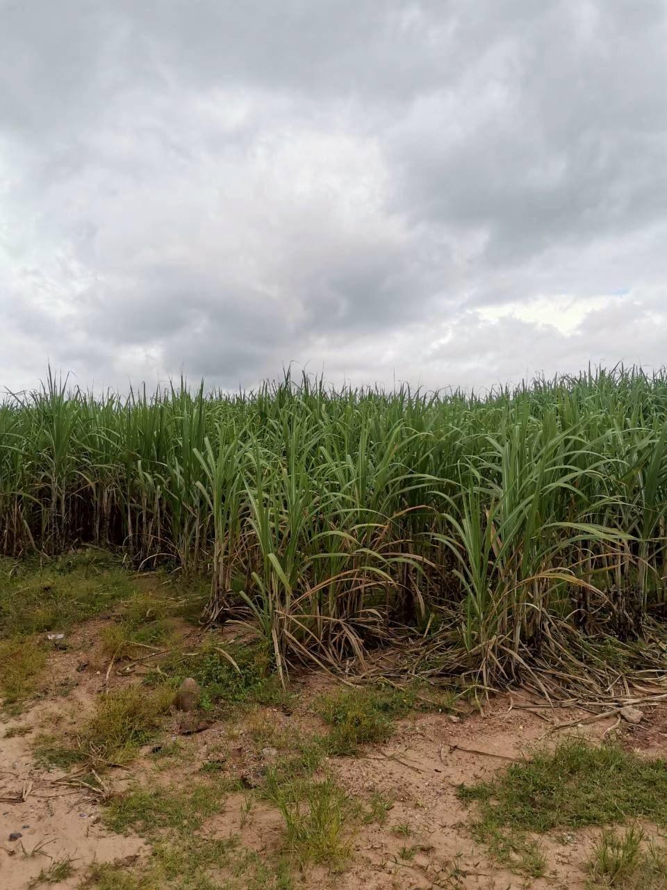 ภาพประกอบที่ 7