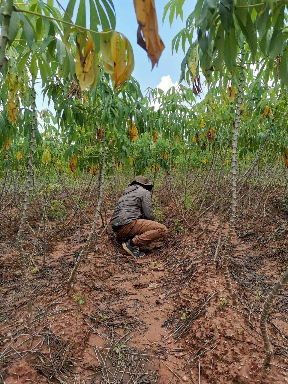 ภาพประกอบที่ 8