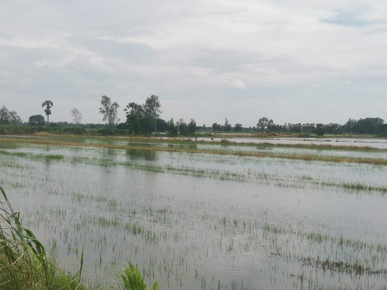 ภาพประกอบที่ 6