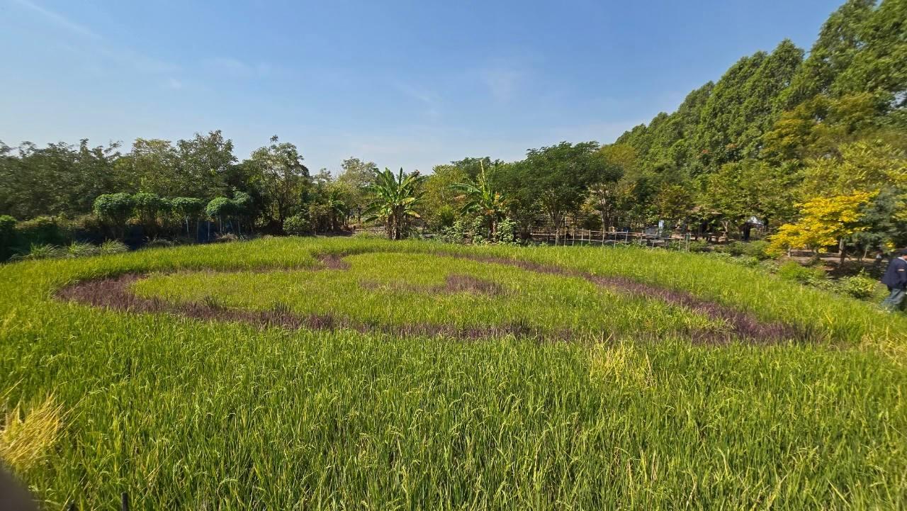 ภาพประกอบที่ 10