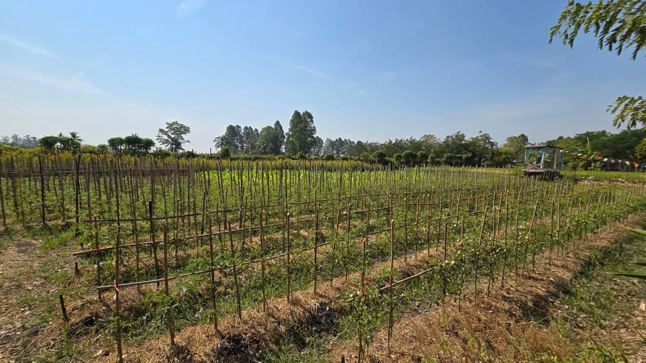 ภาพประกอบที่ 13