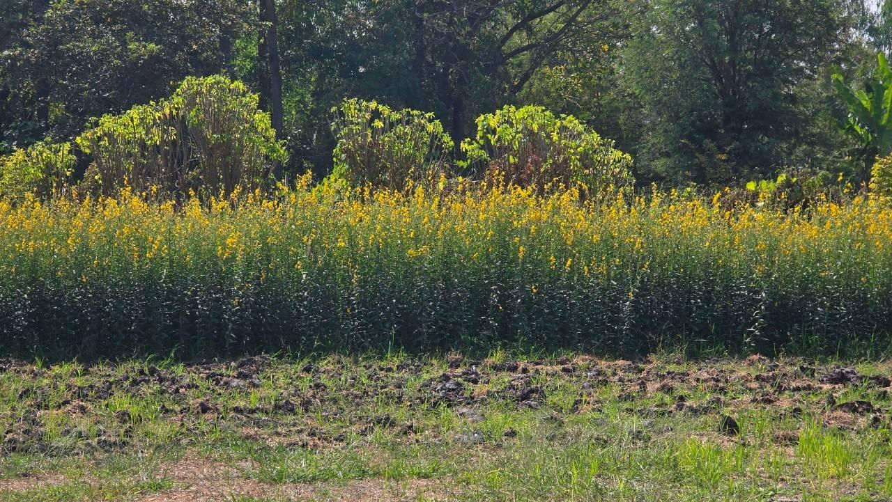 ภาพประกอบที่ 14