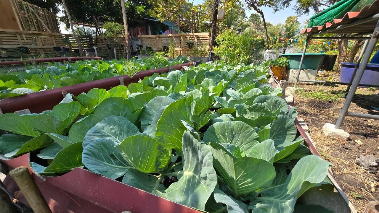 ภาพประกอบที่ 15