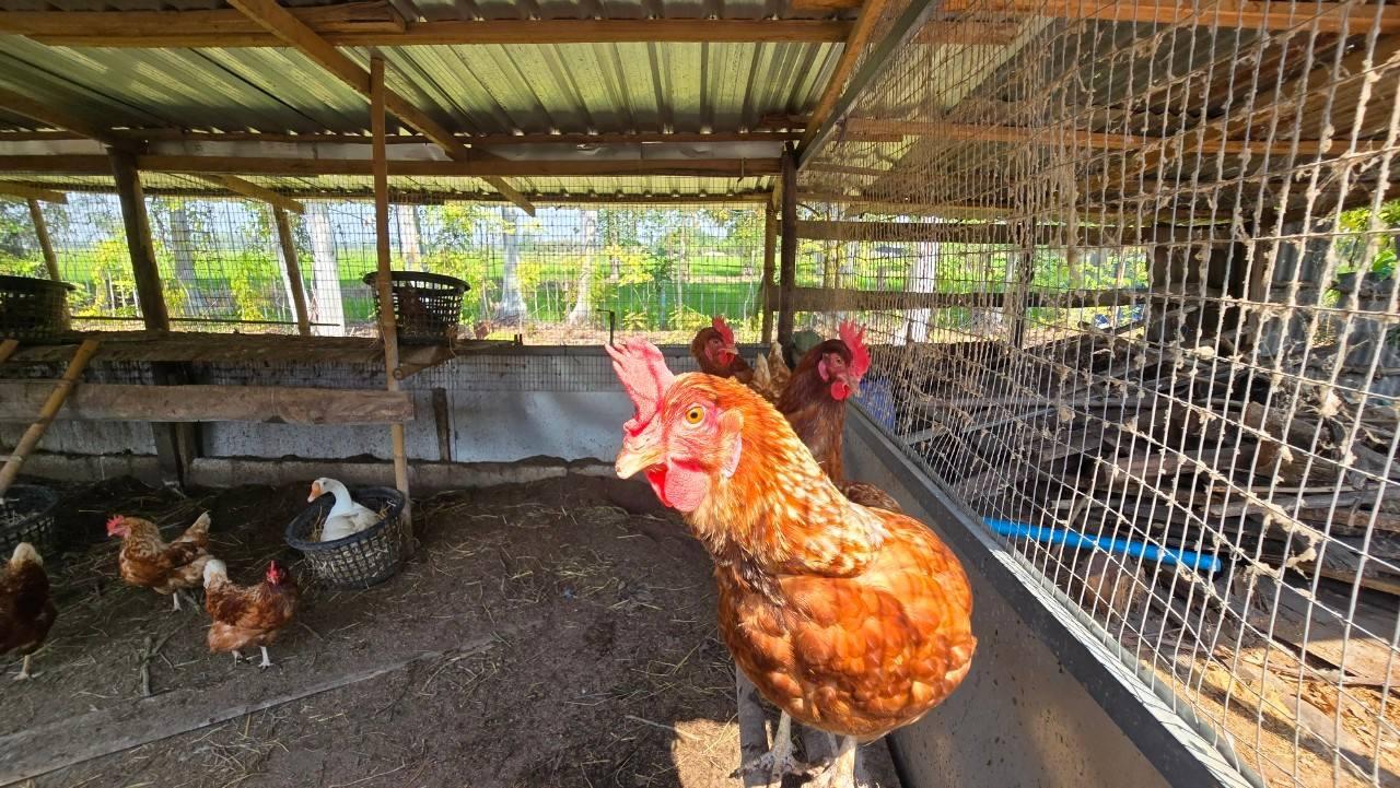 ภาพประกอบที่ 20