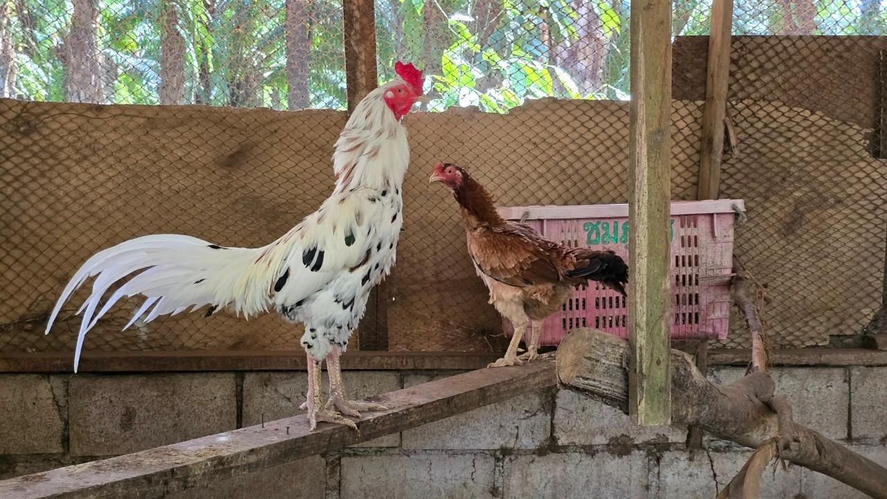 ภาพประกอบที่ 14