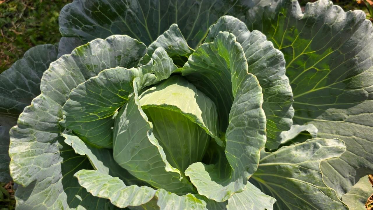 ภาพประกอบที่ 15