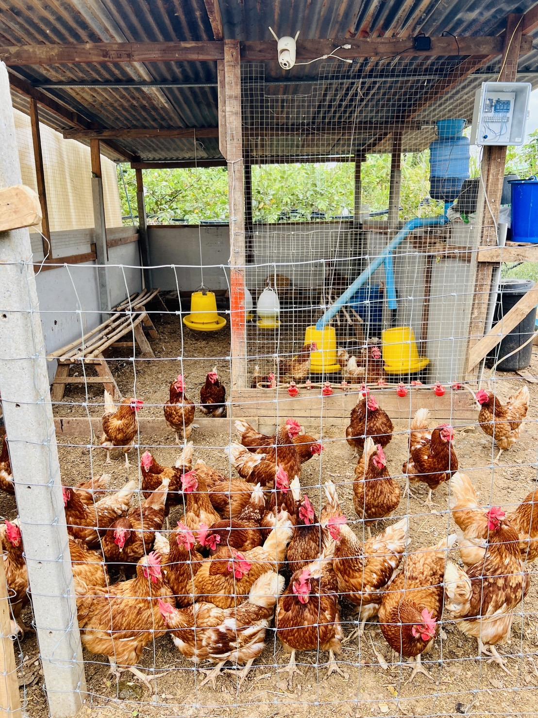 ภาพประกอบที่ 5