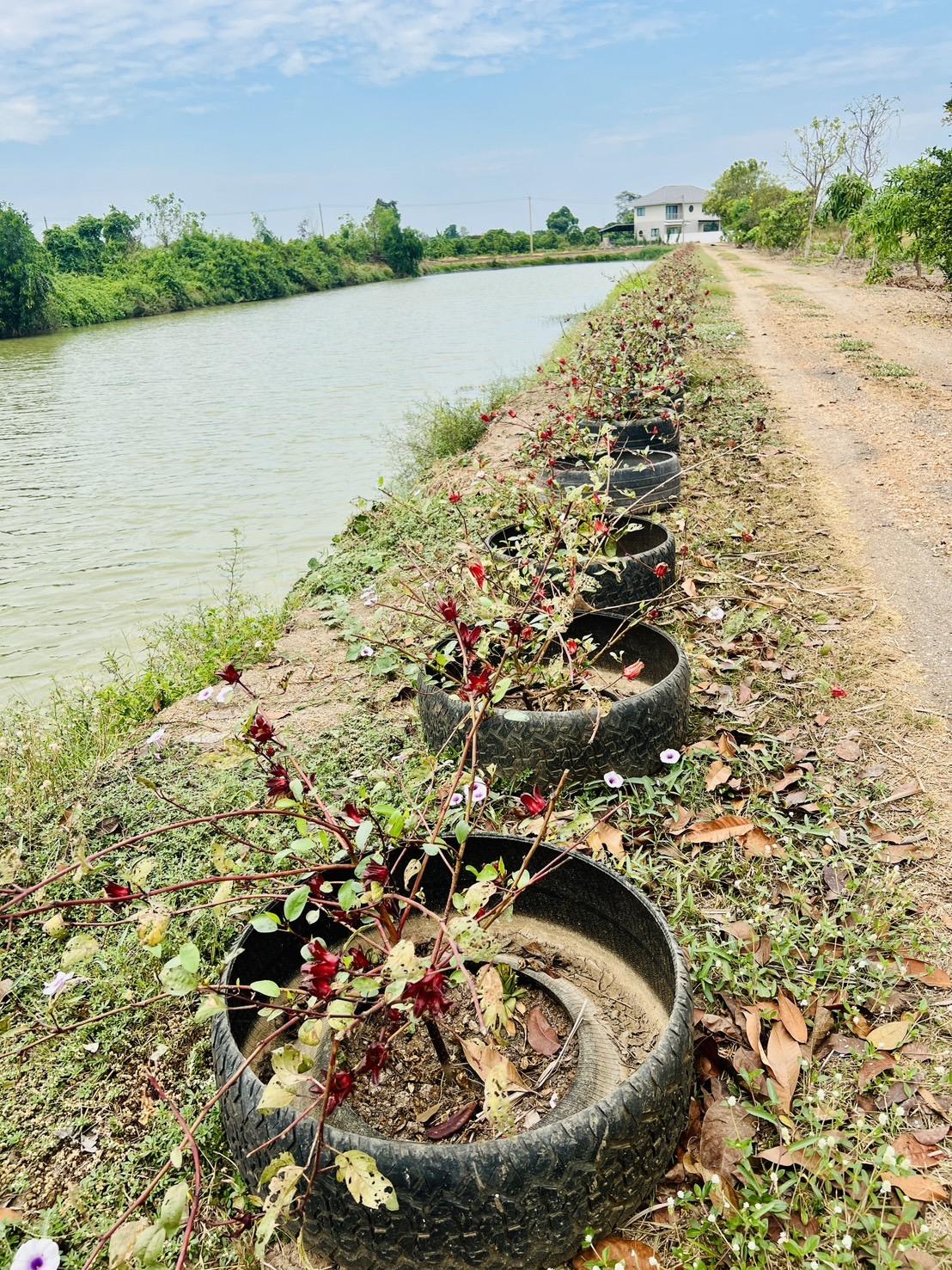 ภาพประกอบที่ 5