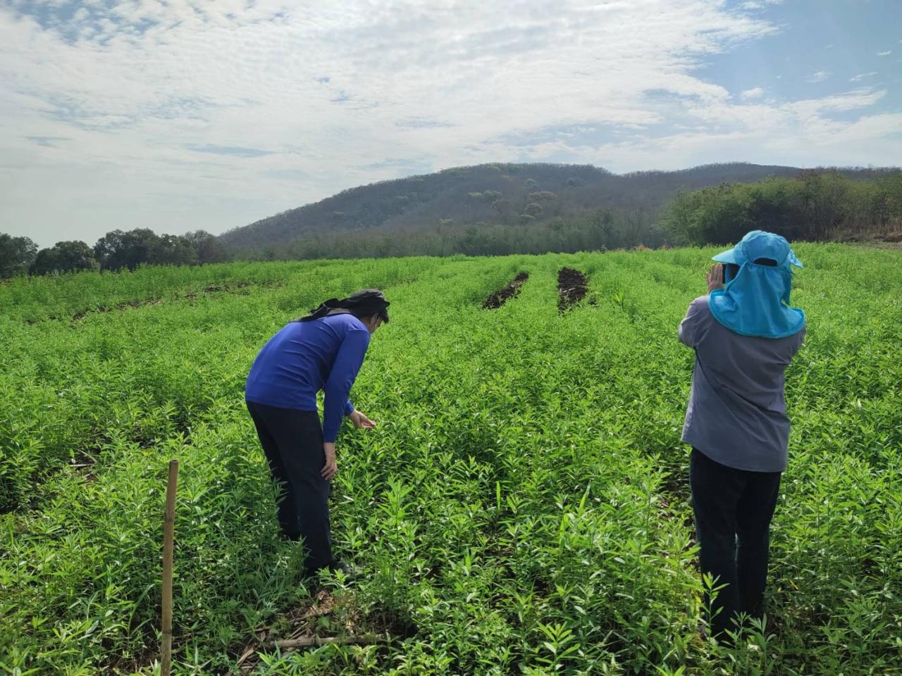 ภาพประกอบที่ 4