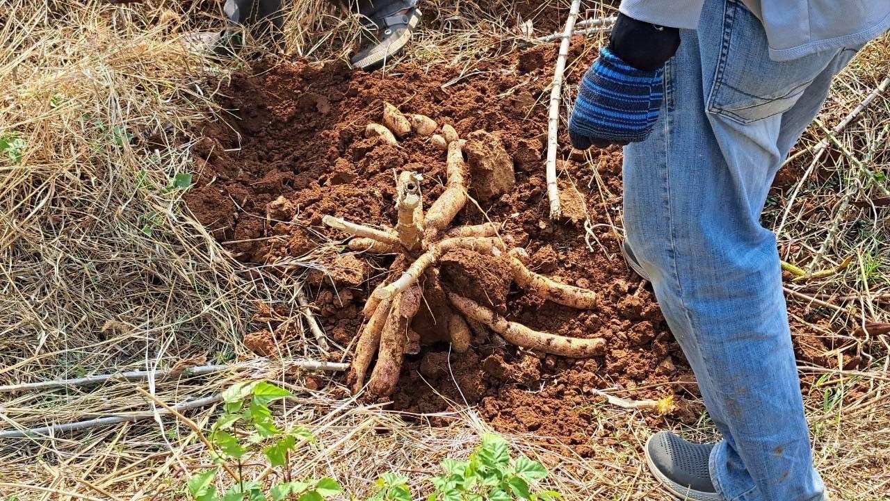 ภาพประกอบที่ 1