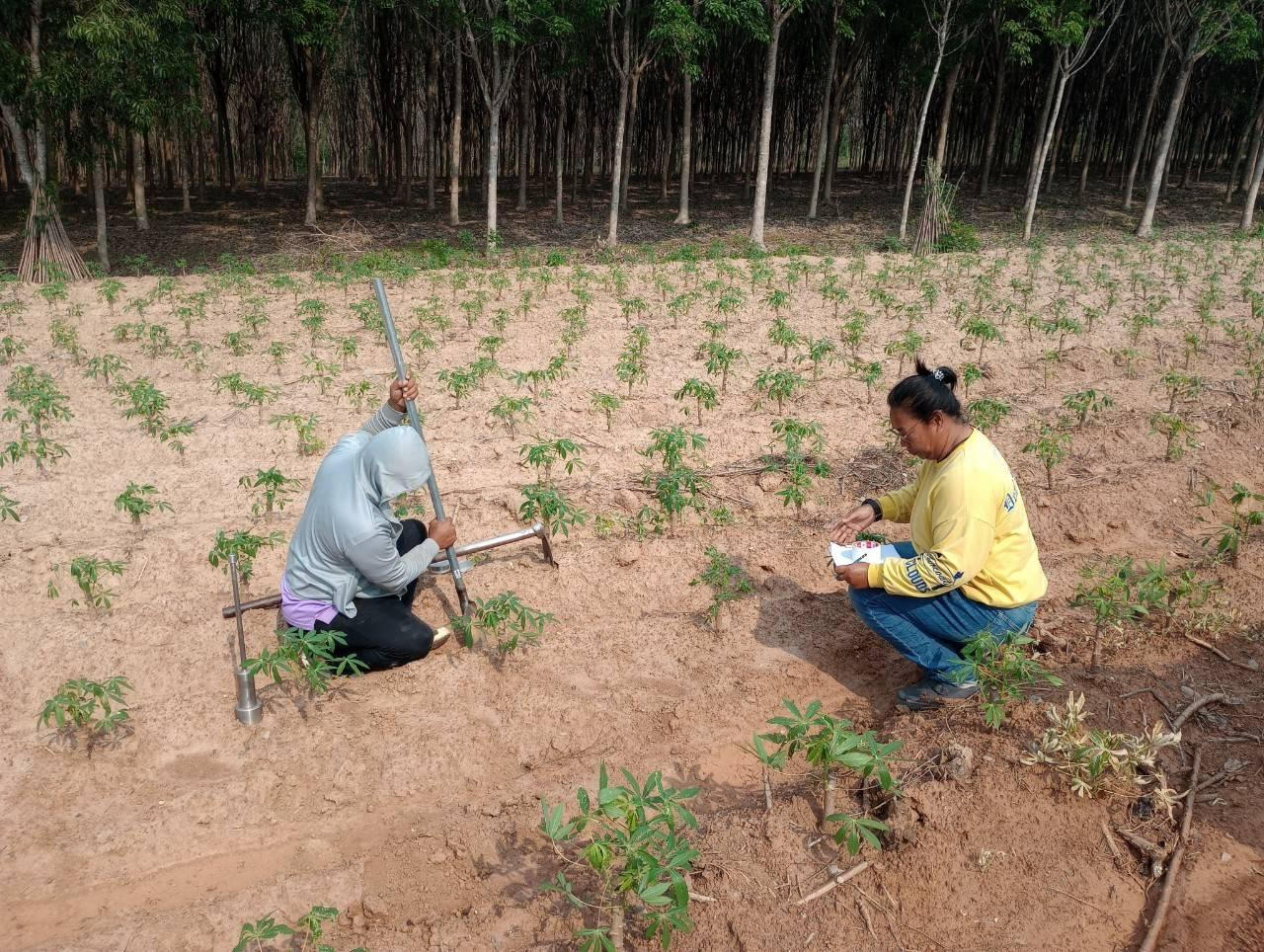 ภาพประกอบที่ 5