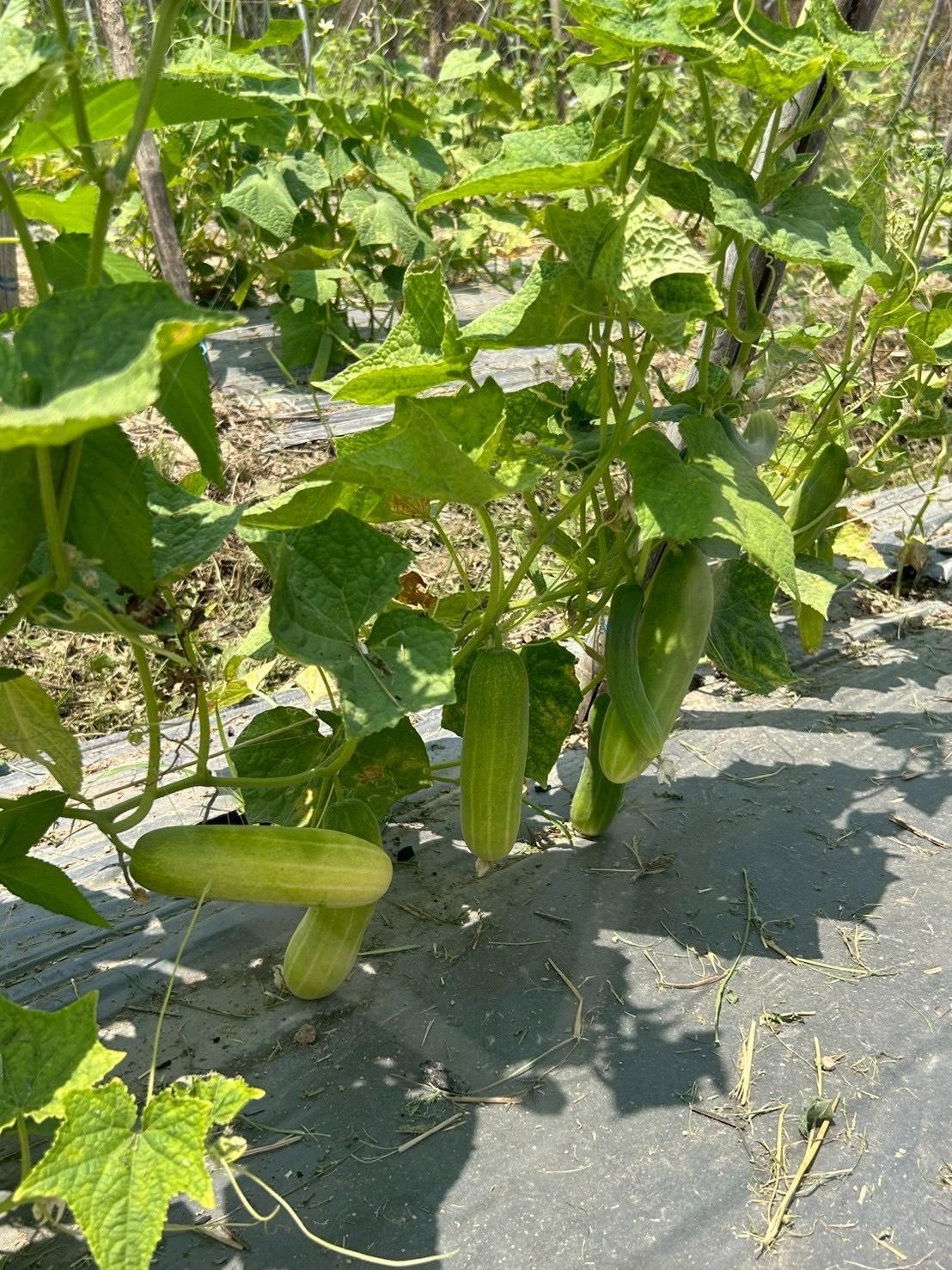 ภาพประกอบที่ 5